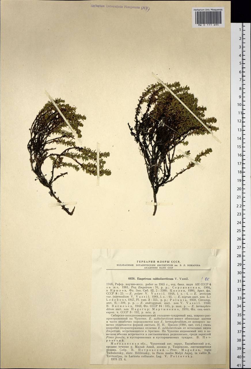 Empetrum nigrum subsp. subholarcticum (V. N. Vassil.) Kuvaev, Siberia, Chukotka & Kamchatka (S7) (Russia)