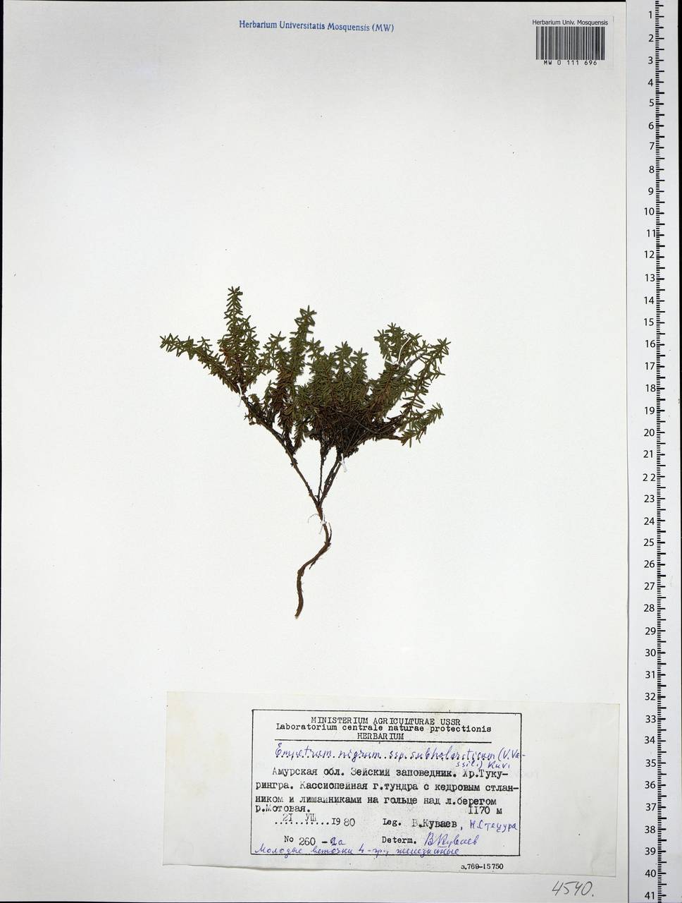 Empetrum nigrum subsp. subholarcticum (V. N. Vassil.) Kuvaev, Siberia, Russian Far East (S6) (Russia)
