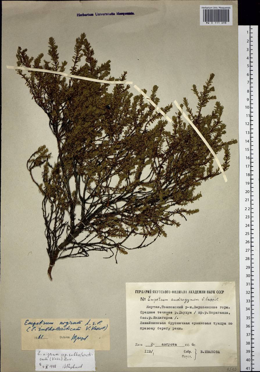 Empetrum nigrum subsp. subholarcticum (V. N. Vassil.) Kuvaev, Siberia, Yakutia (S5) (Russia)