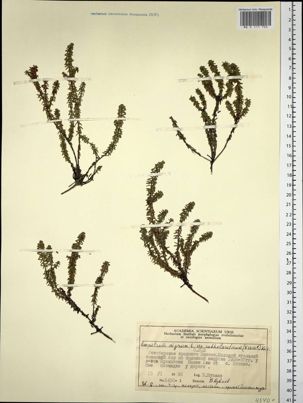 Empetrum nigrum subsp. subholarcticum (V. N. Vassil.) Kuvaev, Siberia, Central Siberia (S3) (Russia)