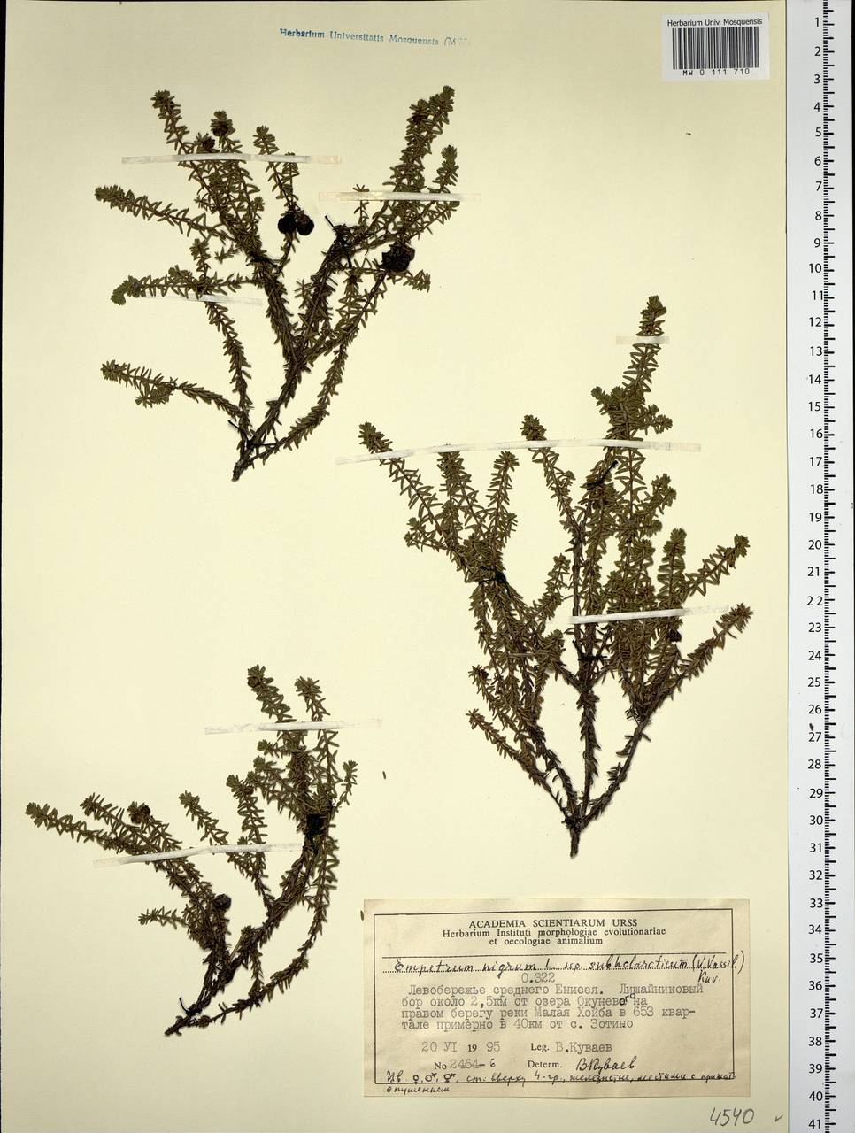 Empetrum nigrum subsp. subholarcticum (V. N. Vassil.) Kuvaev, Siberia, Central Siberia (S3) (Russia)