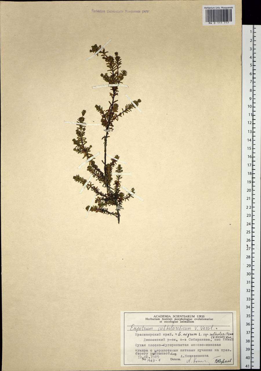 Empetrum nigrum subsp. subholarcticum (V. N. Vassil.) Kuvaev, Siberia, Central Siberia (S3) (Russia)