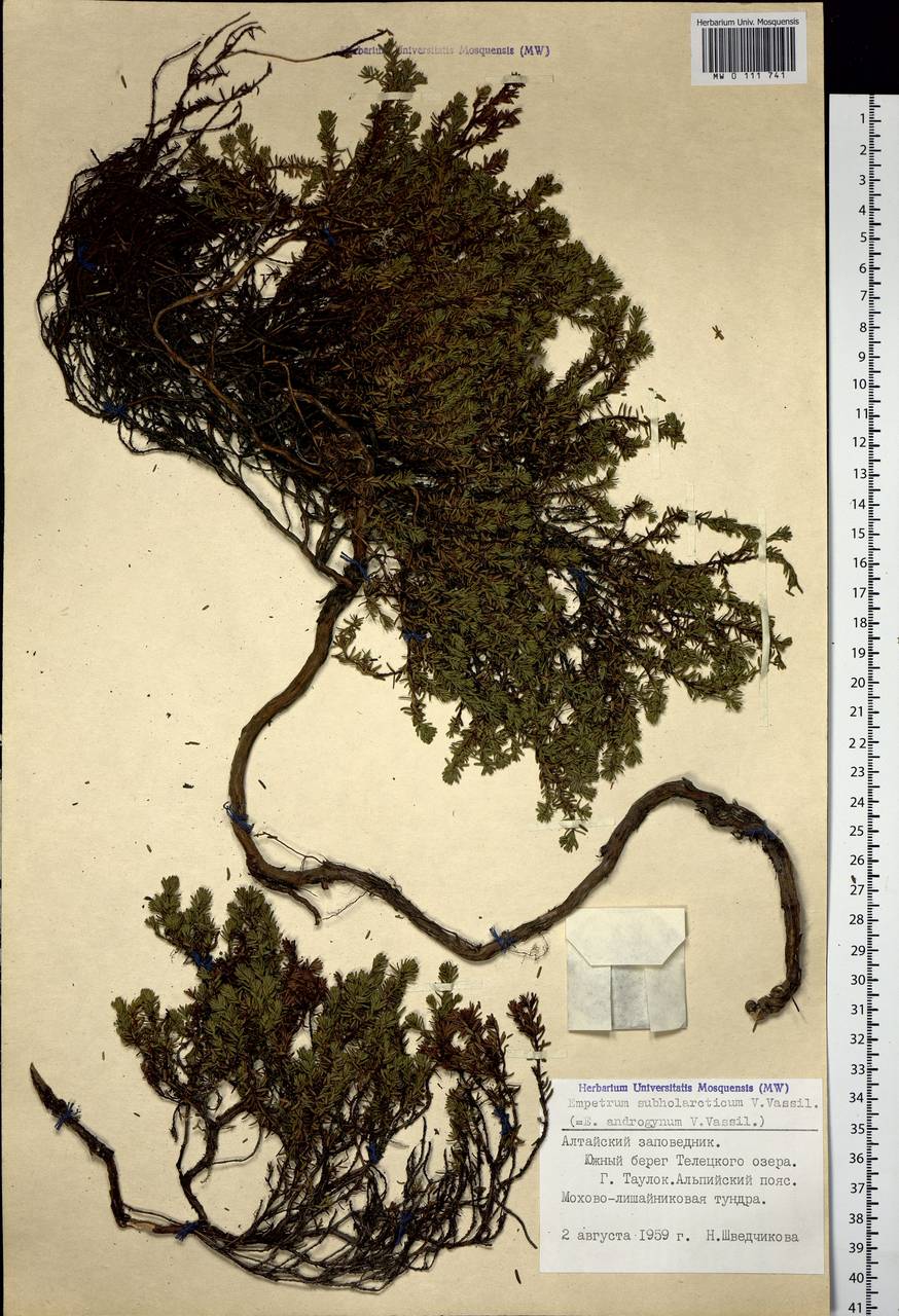 Empetrum nigrum subsp. subholarcticum (V. N. Vassil.) Kuvaev, Siberia, Altai & Sayany Mountains (S2) (Russia)