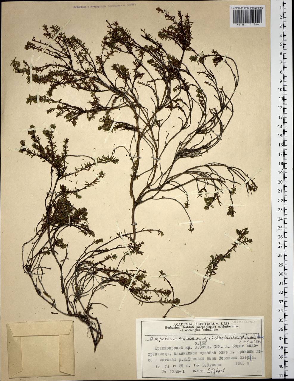 Empetrum nigrum subsp. subholarcticum (V. N. Vassil.) Kuvaev, Siberia, Altai & Sayany Mountains (S2) (Russia)