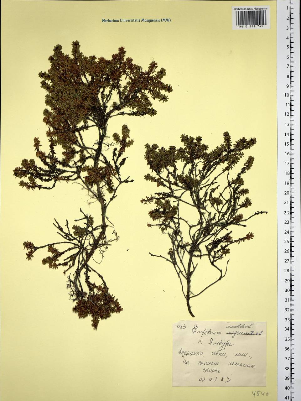 Empetrum nigrum subsp. subholarcticum (V. N. Vassil.) Kuvaev, Siberia, Western Siberia (S1) (Russia)