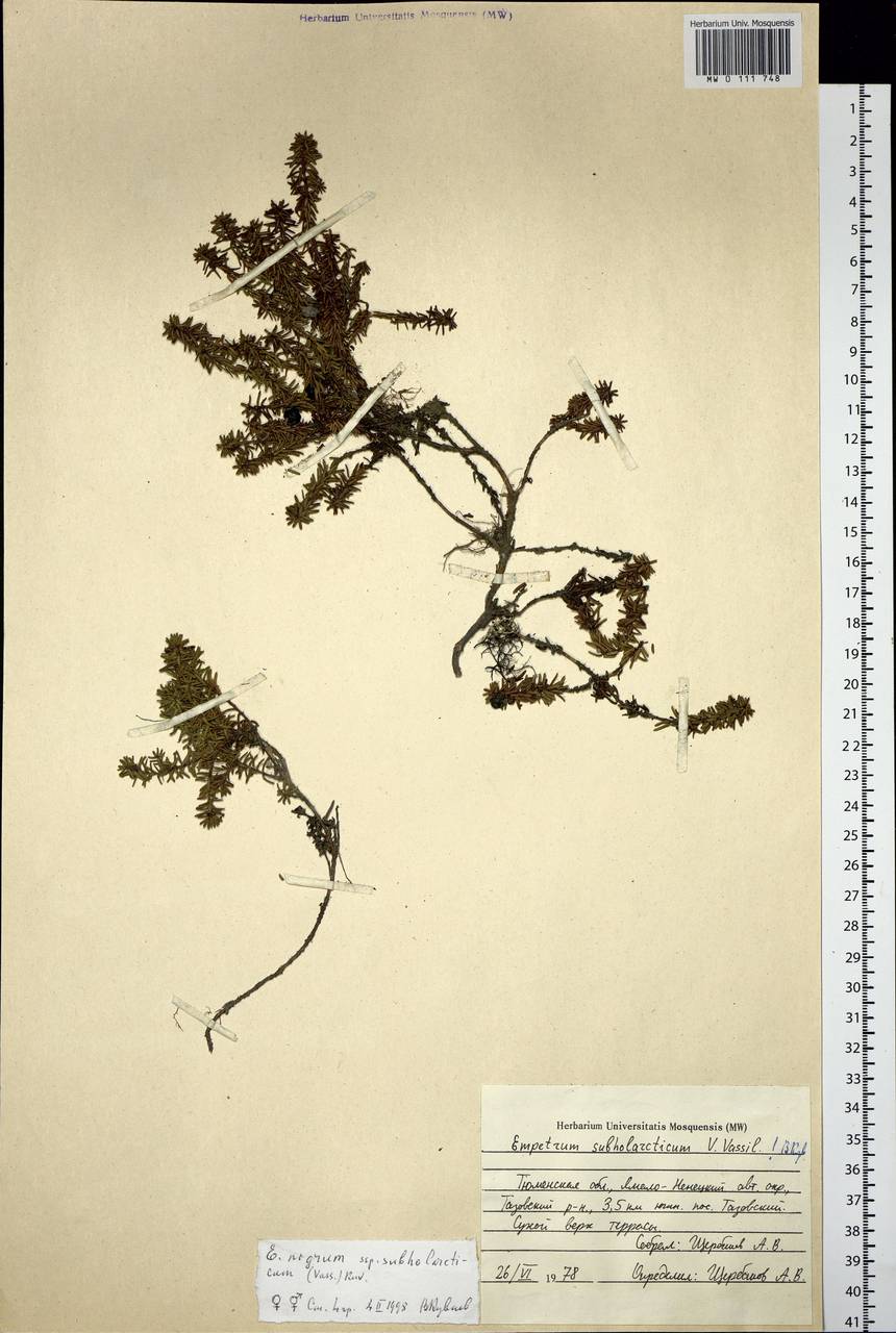 Empetrum nigrum subsp. subholarcticum (V. N. Vassil.) Kuvaev, Siberia, Western Siberia (S1) (Russia)