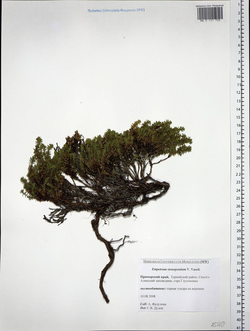 Empetrum nigrum subsp. sibiricum (V. N. Vassil.) Kuvaev, Siberia, Russian Far East (S6) (Russia)