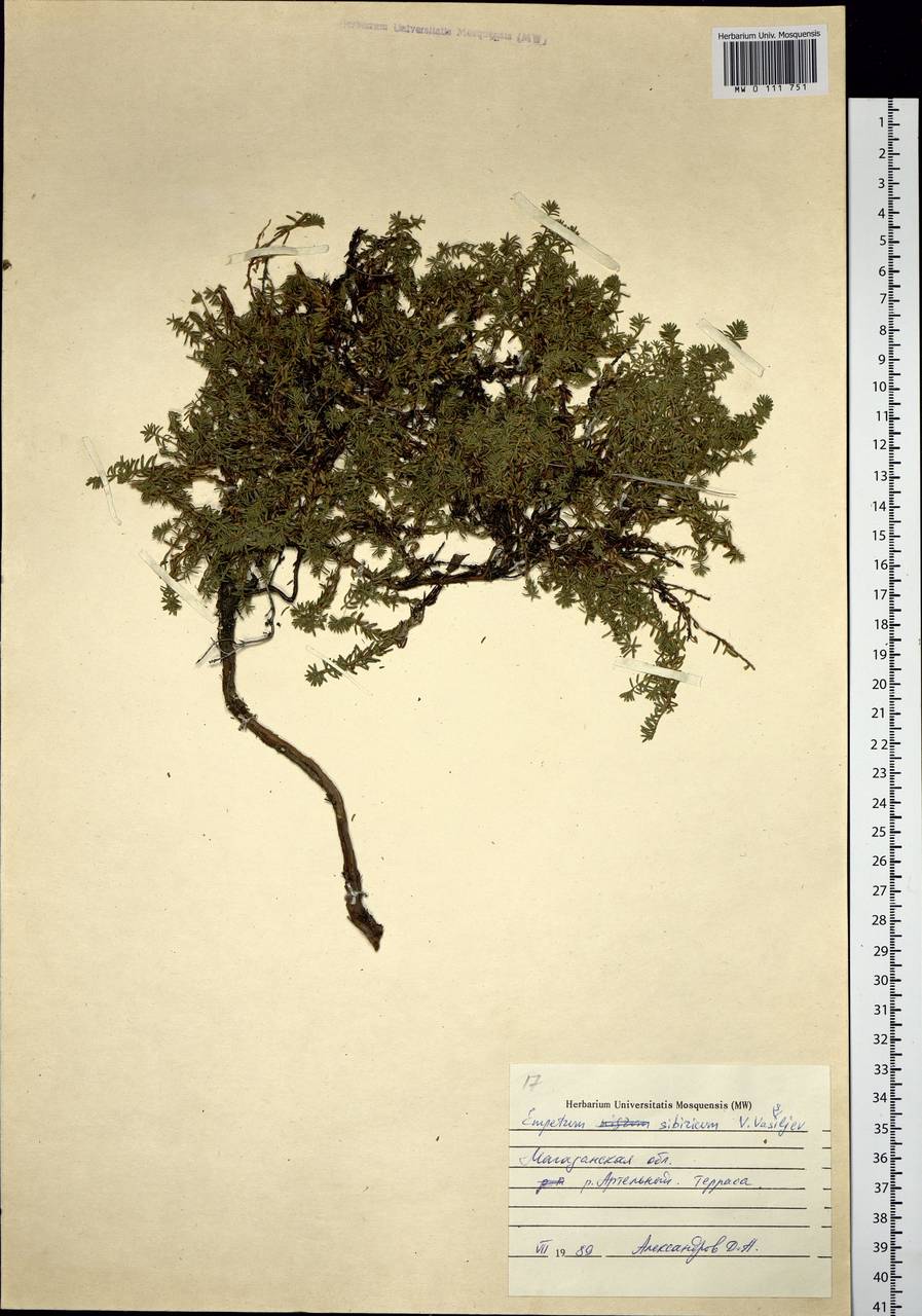 Empetrum nigrum subsp. stenopetalum (V. N. Vassil.) Nedol., Siberia, Chukotka & Kamchatka (S7) (Russia)