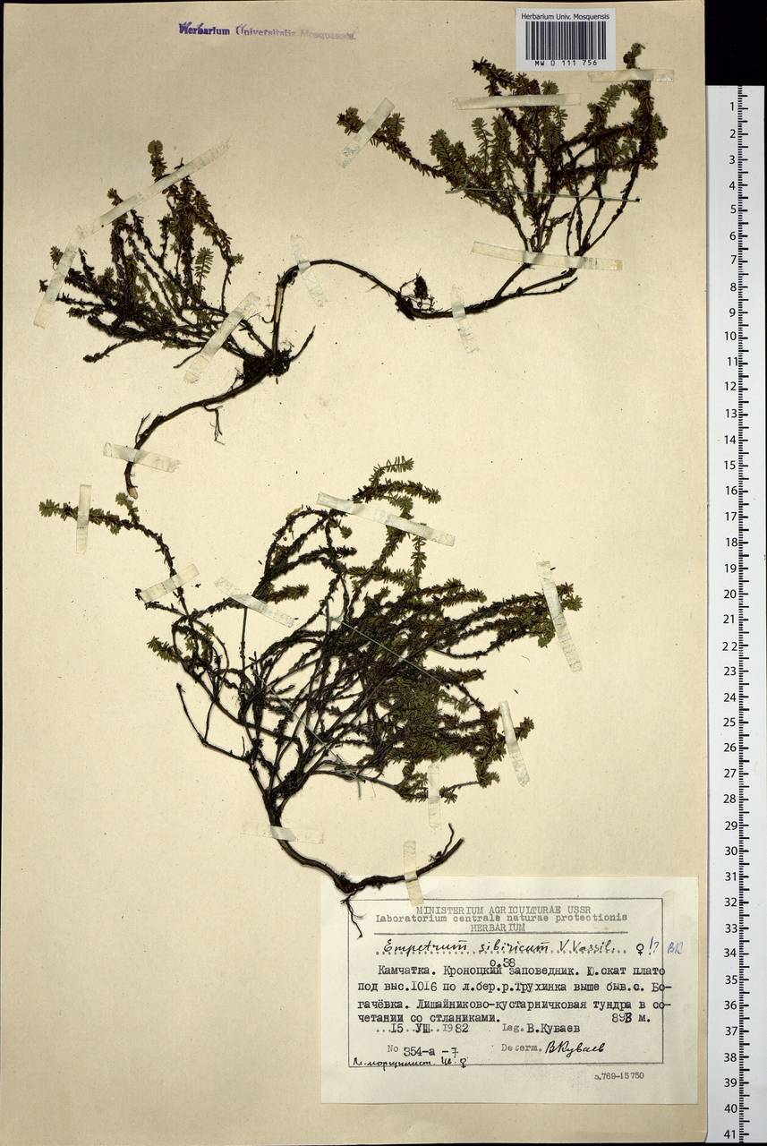 Empetrum nigrum subsp. stenopetalum (V. N. Vassil.) Nedol., Siberia, Chukotka & Kamchatka (S7) (Russia)