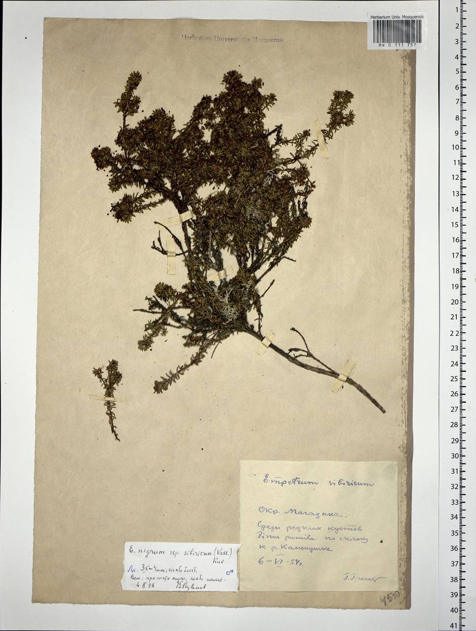 Empetrum nigrum subsp. stenopetalum (V. N. Vassil.) Nedol., Siberia, Chukotka & Kamchatka (S7) (Russia)