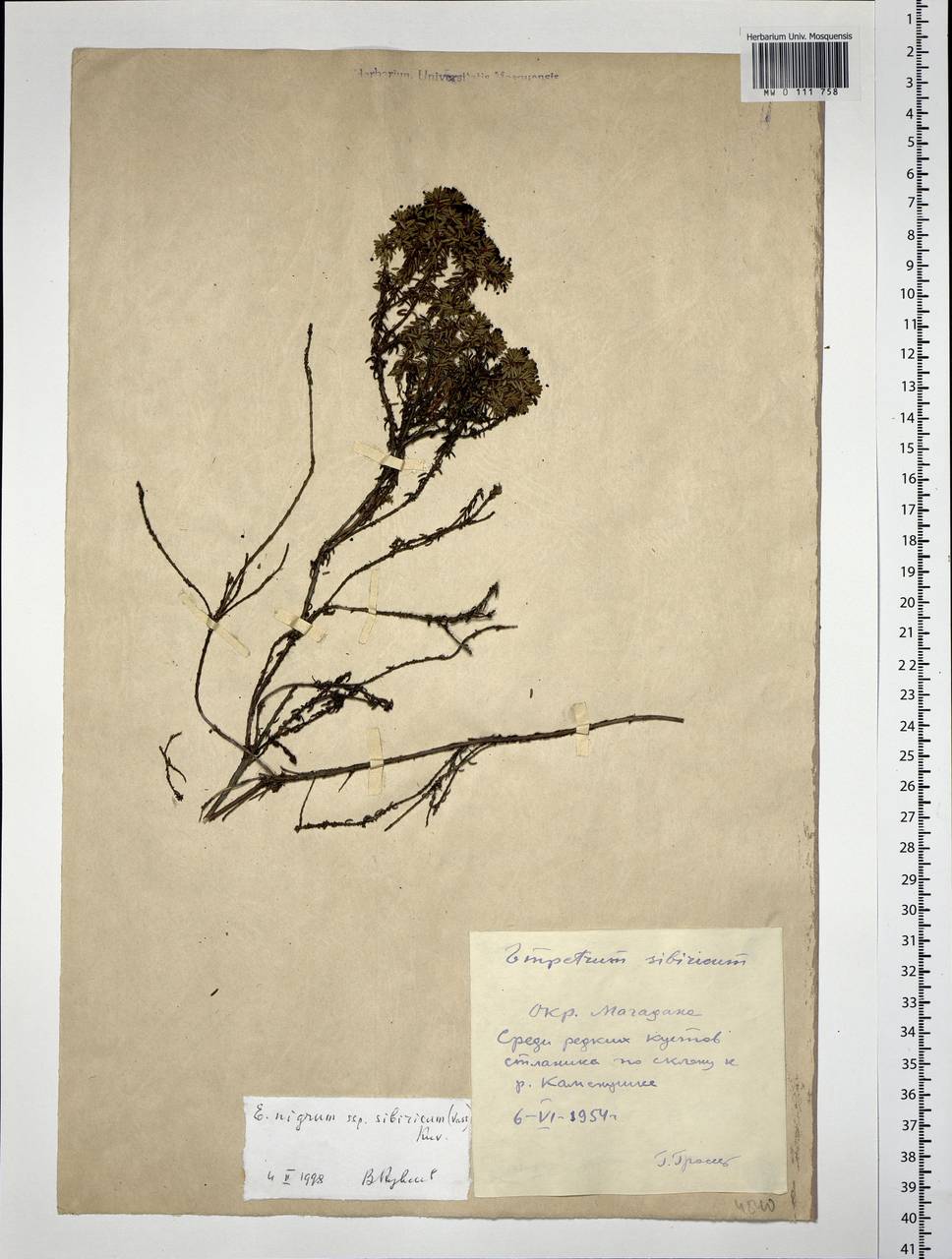 Empetrum nigrum subsp. stenopetalum (V. N. Vassil.) Nedol., Siberia, Chukotka & Kamchatka (S7) (Russia)