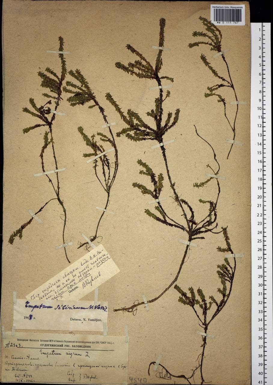 Empetrum nigrum subsp. stenopetalum (V. N. Vassil.) Nedol., Siberia, Russian Far East (S6) (Russia)