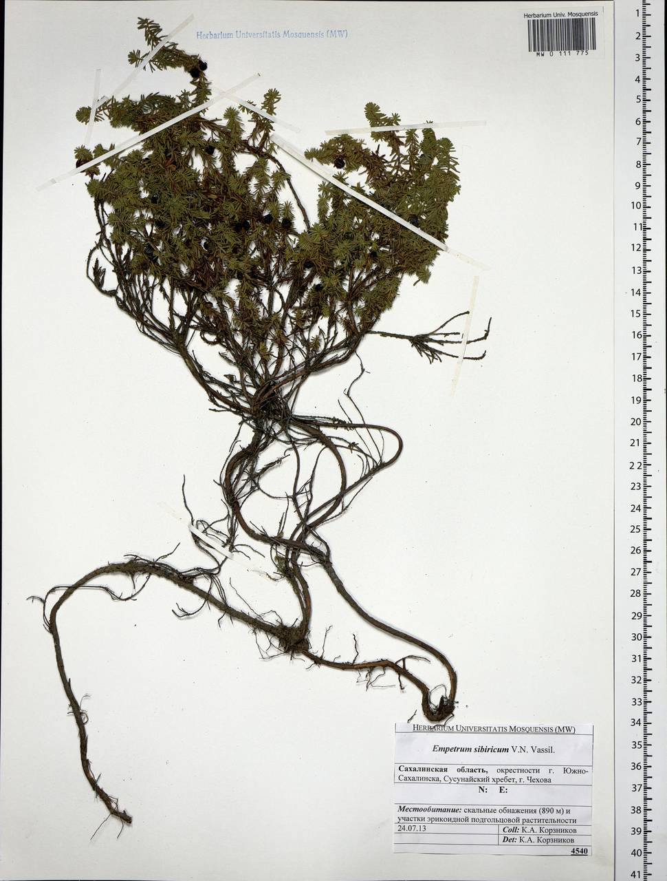 Empetrum nigrum subsp. stenopetalum (V. N. Vassil.) Nedol., Siberia, Russian Far East (S6) (Russia)
