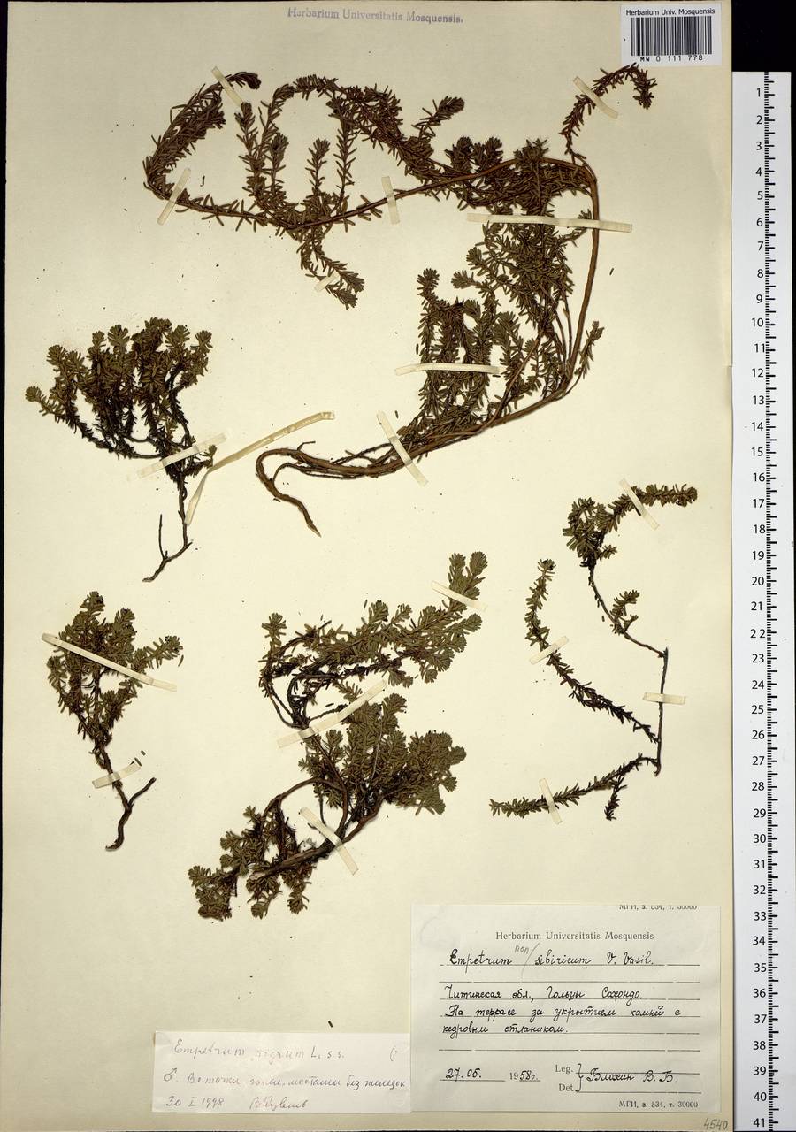 Empetrum nigrum subsp. stenopetalum (V. N. Vassil.) Nedol., Siberia, Baikal & Transbaikal region (S4) (Russia)