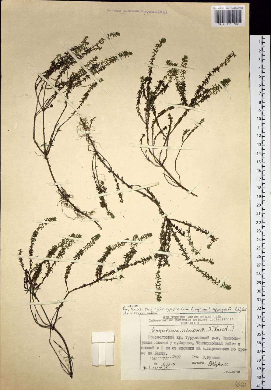 Empetrum nigrum subsp. stenopetalum (V. N. Vassil.) Nedol., Siberia, Central Siberia (S3) (Russia)