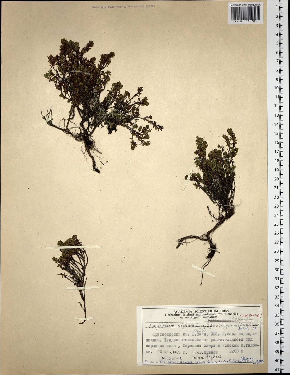 Empetrum nigrum subsp. stenopetalum (V. N. Vassil.) Nedol., Siberia, Altai & Sayany Mountains (S2) (Russia)