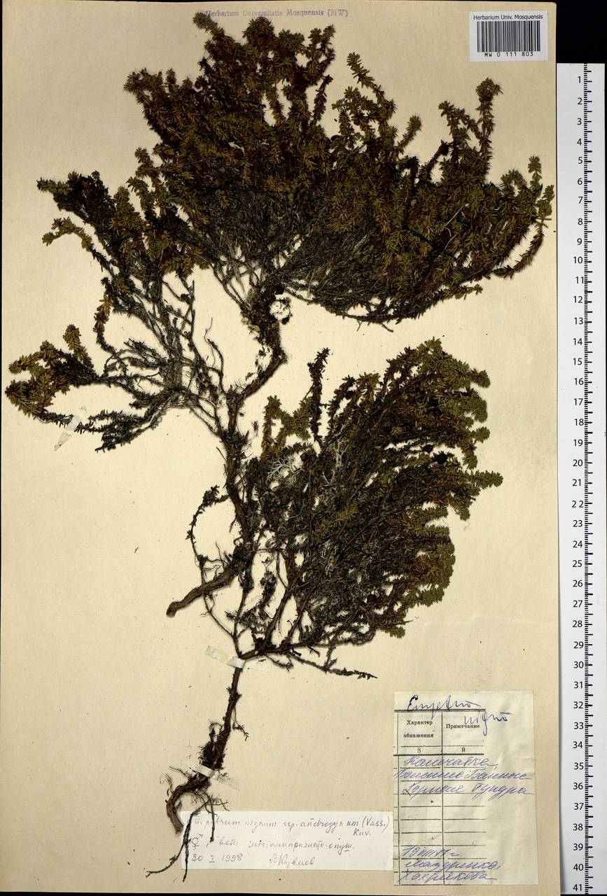 Empetrum nigrum L., Siberia, Chukotka & Kamchatka (S7) (Russia)