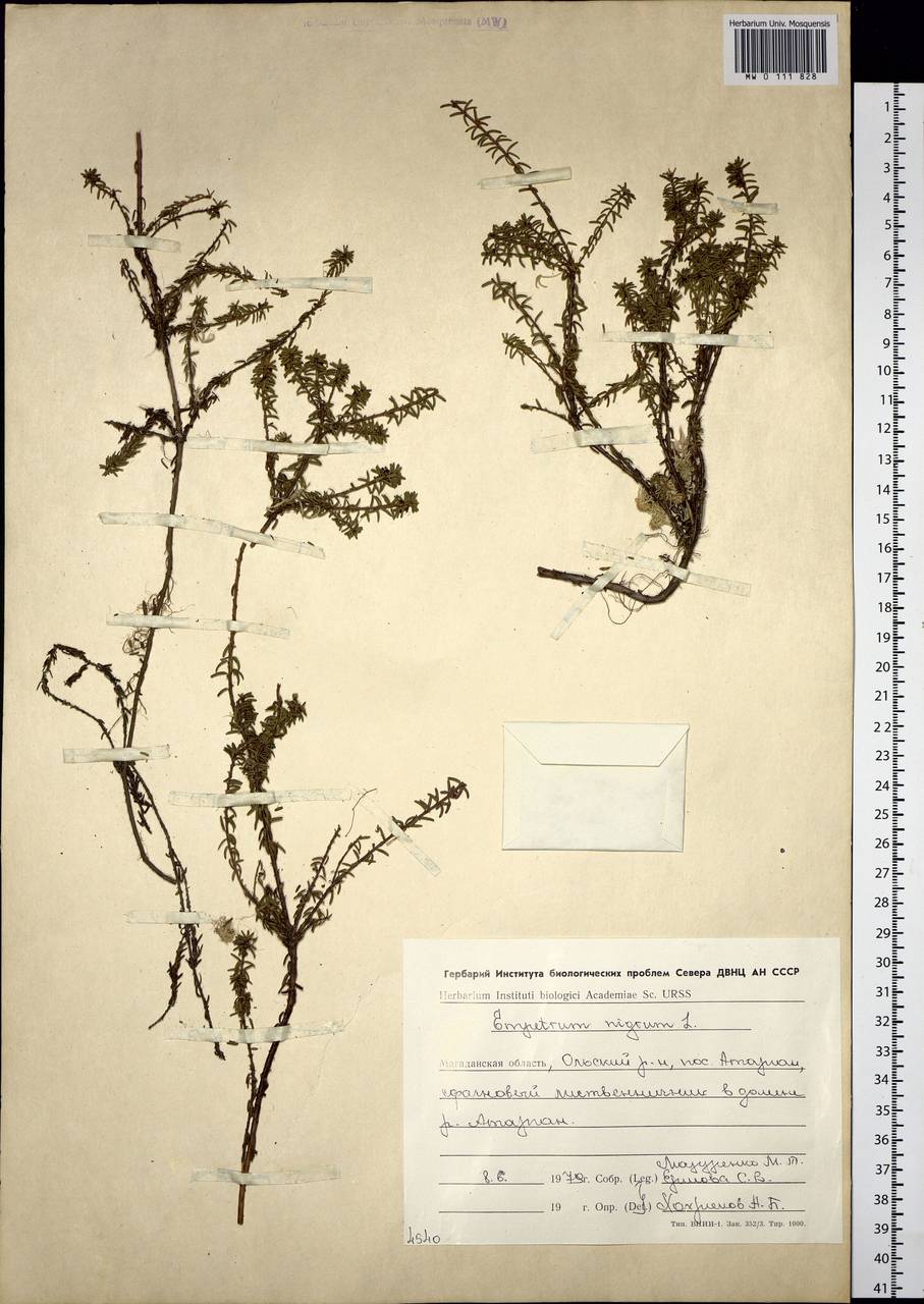 Empetrum nigrum L., Siberia, Chukotka & Kamchatka (S7) (Russia)