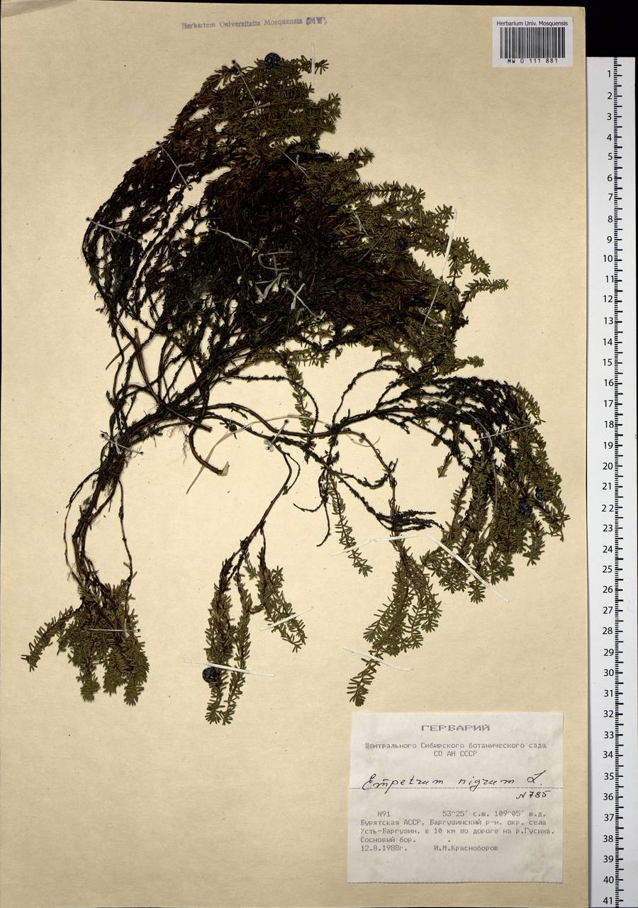 Empetrum nigrum L., Siberia, Baikal & Transbaikal region (S4) (Russia)