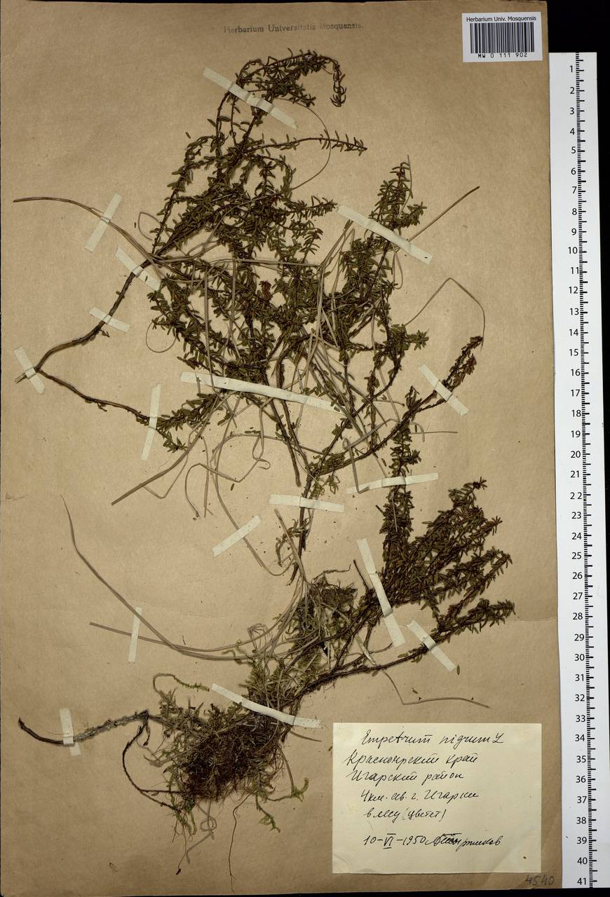 Empetrum nigrum L., Siberia, Central Siberia (S3) (Russia)