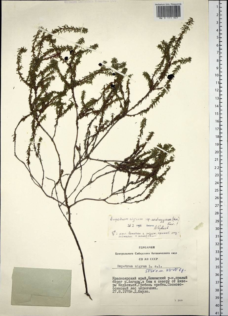 Empetrum nigrum L., Siberia, Central Siberia (S3) (Russia)