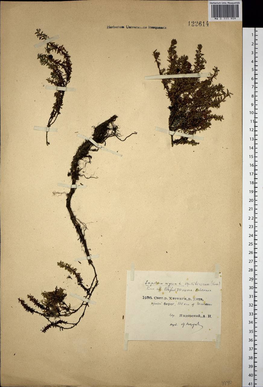 Empetrum nigrum L., Siberia, Central Siberia (S3) (Russia)