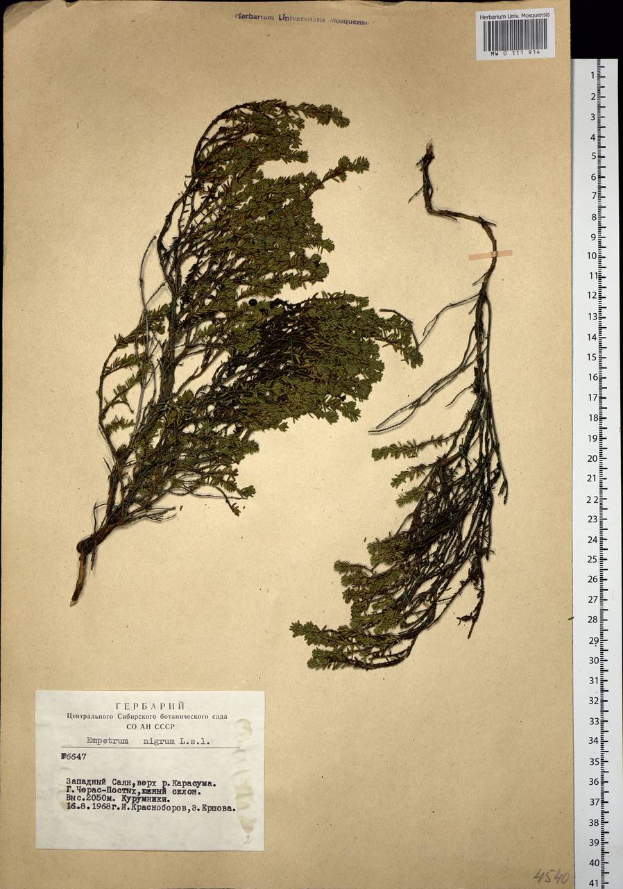 Empetrum nigrum L., Siberia, Altai & Sayany Mountains (S2) (Russia)