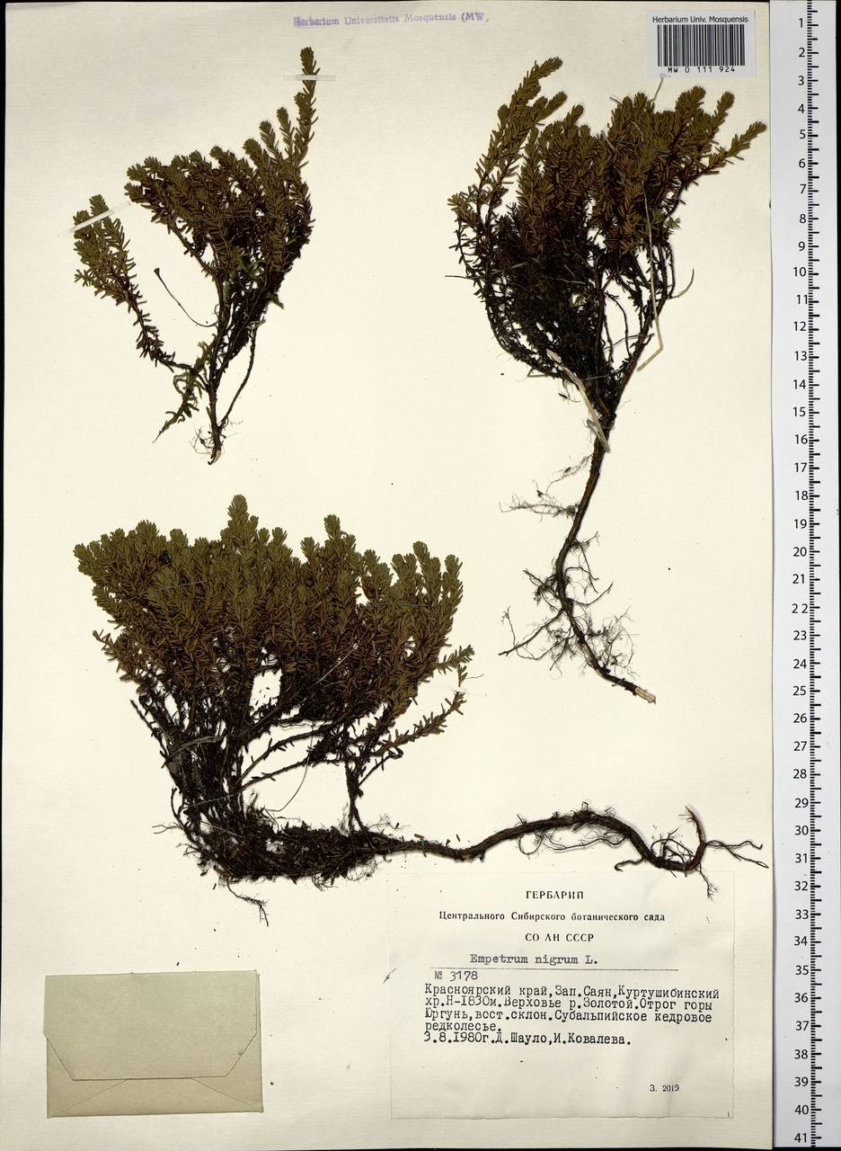 Empetrum nigrum L., Siberia, Altai & Sayany Mountains (S2) (Russia)