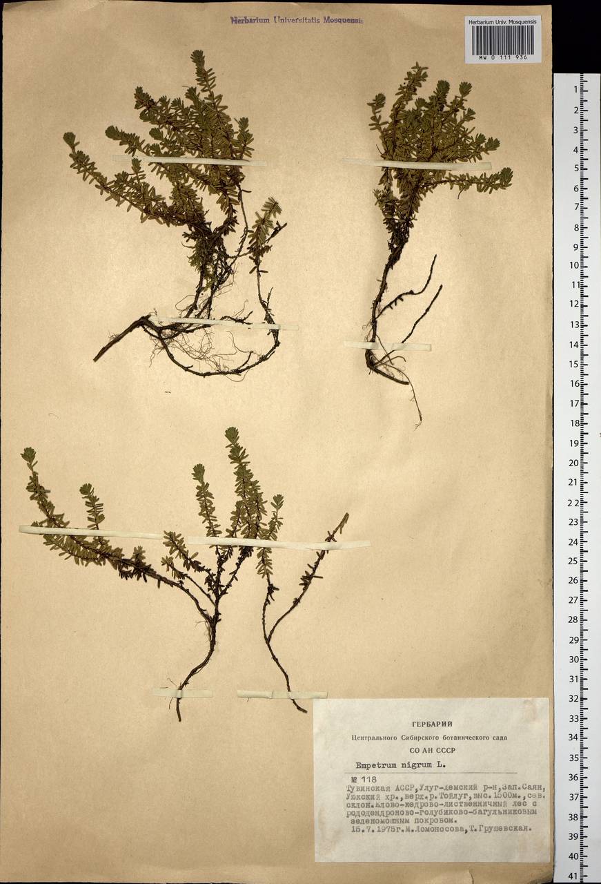 Empetrum nigrum L., Siberia, Altai & Sayany Mountains (S2) (Russia)