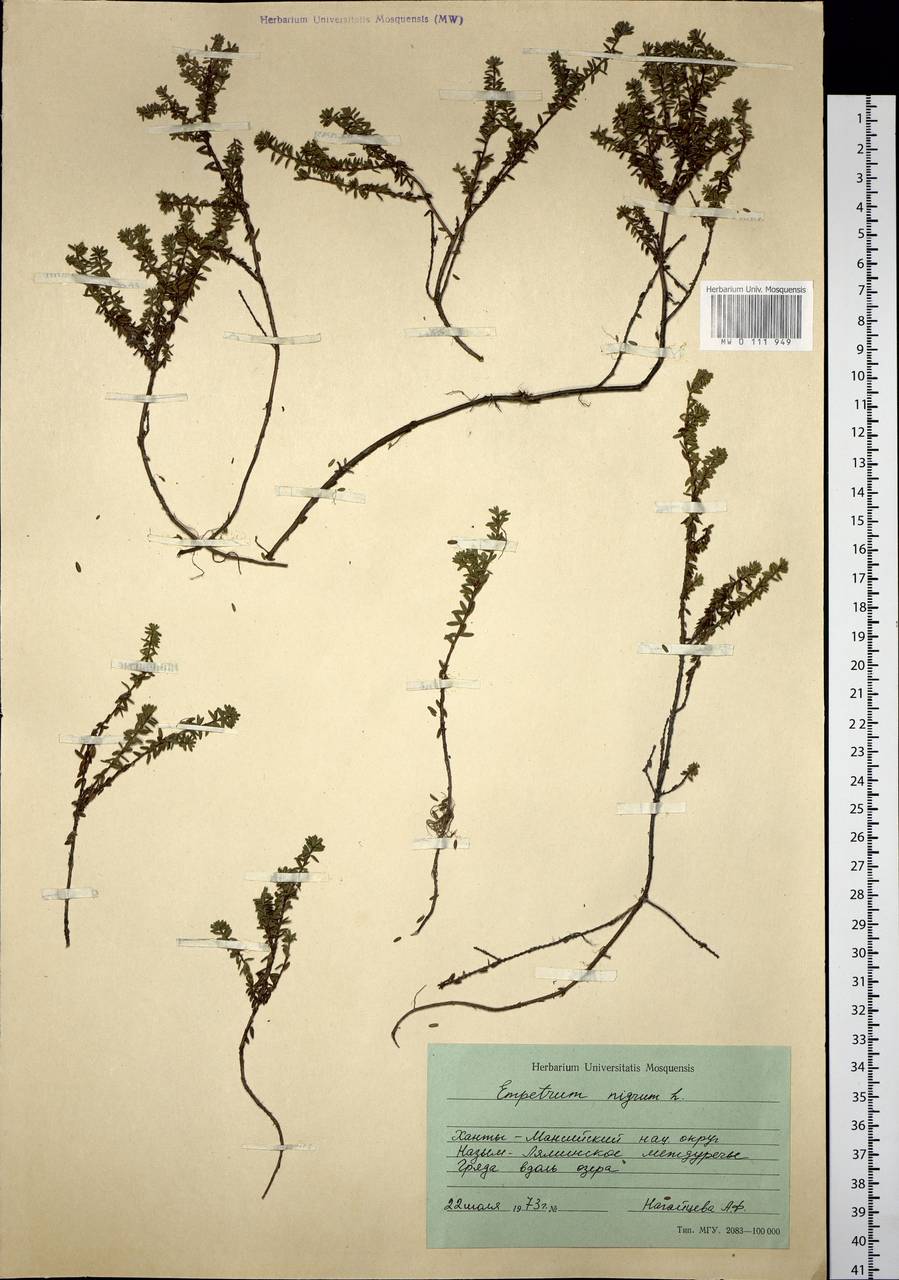 Empetrum nigrum L., Siberia, Western Siberia (S1) (Russia)