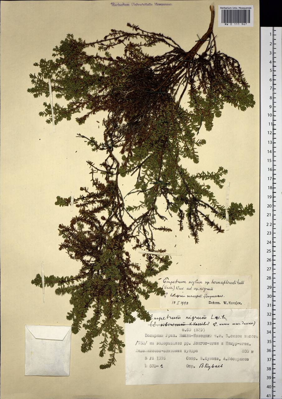 Empetrum nigrum L., Siberia, Western Siberia (S1) (Russia)