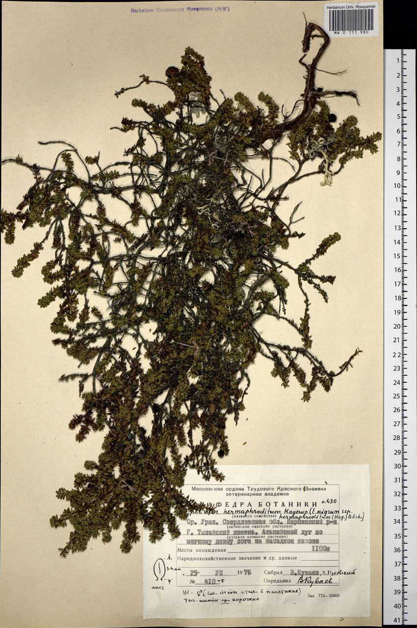 Empetrum hermaphroditum Hagerup, Eastern Europe, Eastern region (E10) (Russia)