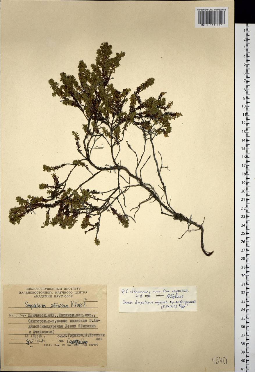 Empetrum nigrum subsp. androgynum (V. N. Vassil.) Kuvaev, Siberia, Chukotka & Kamchatka (S7) (Russia)