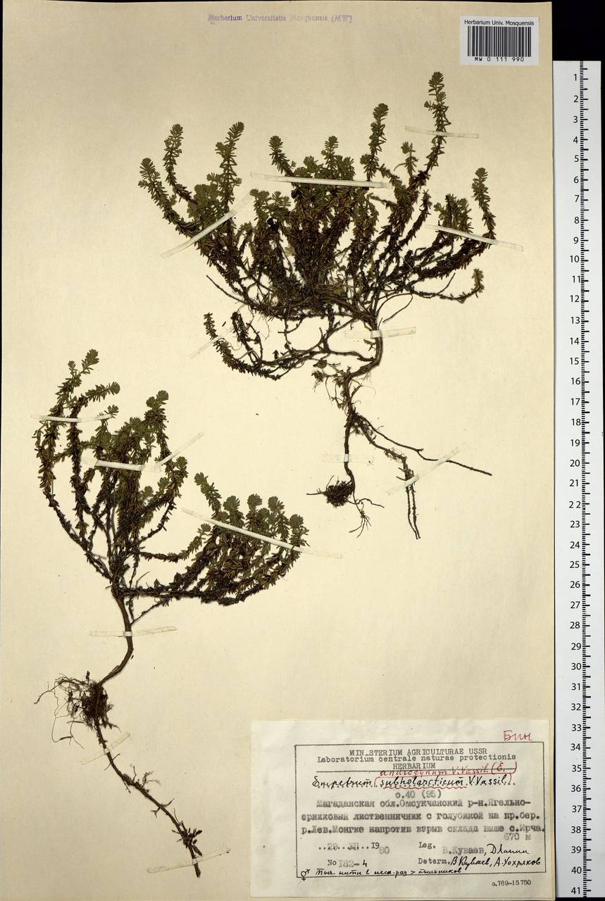 Empetrum nigrum subsp. androgynum (V. N. Vassil.) Kuvaev, Siberia, Chukotka & Kamchatka (S7) (Russia)