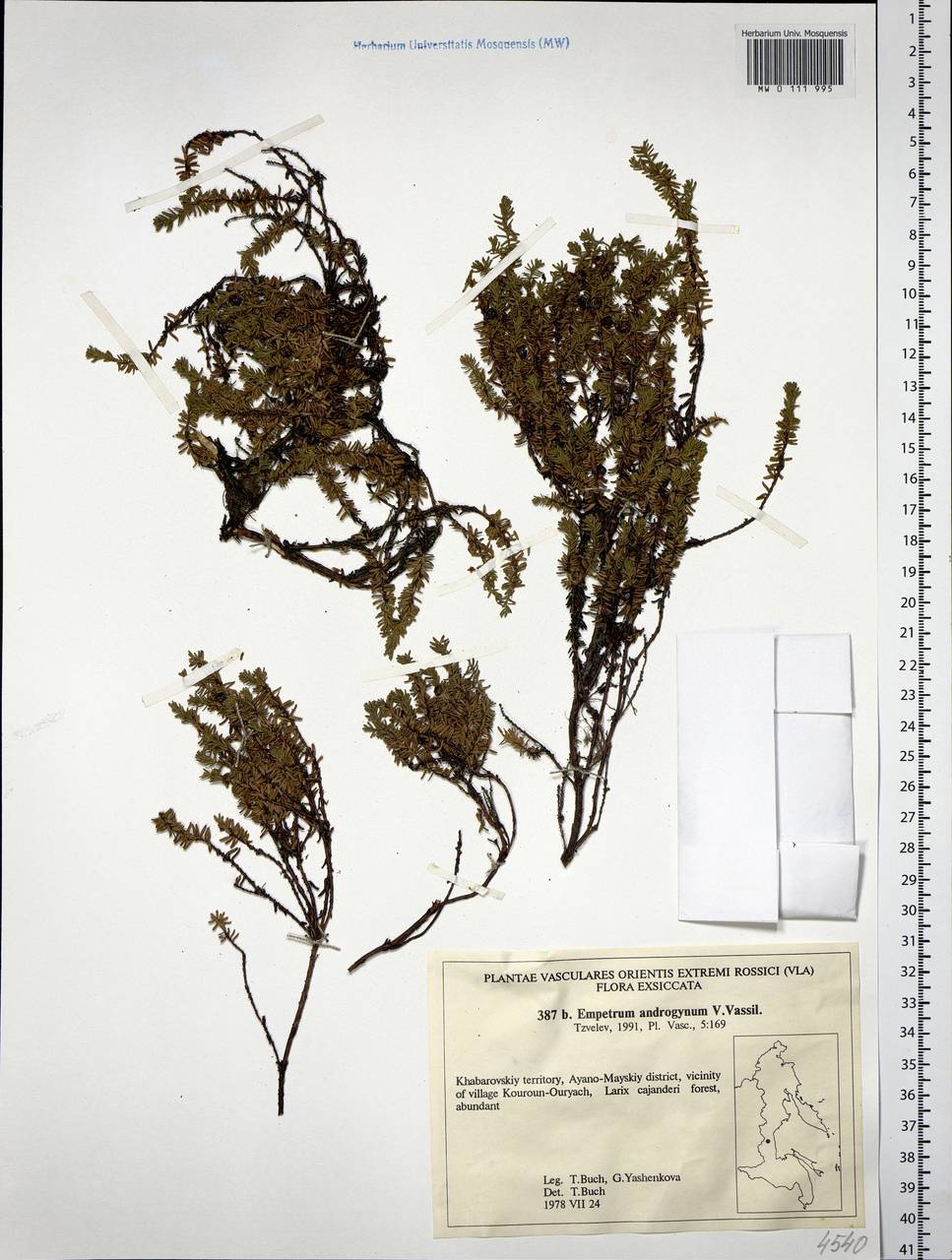 Empetrum nigrum subsp. androgynum (V. N. Vassil.) Kuvaev, Siberia, Russian Far East (S6) (Russia)