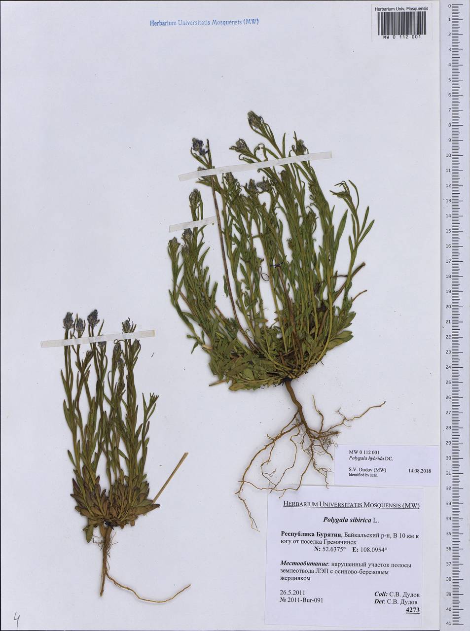 Polygala comosa subsp. comosa, Siberia, Baikal & Transbaikal region (S4) (Russia)