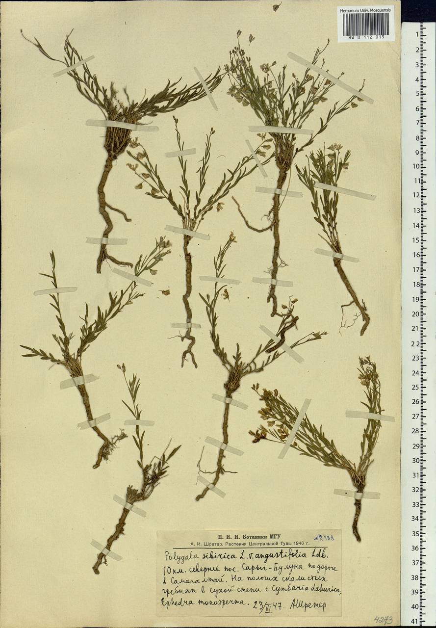 Polygala sibirica L., Siberia, Altai & Sayany Mountains (S2) (Russia)