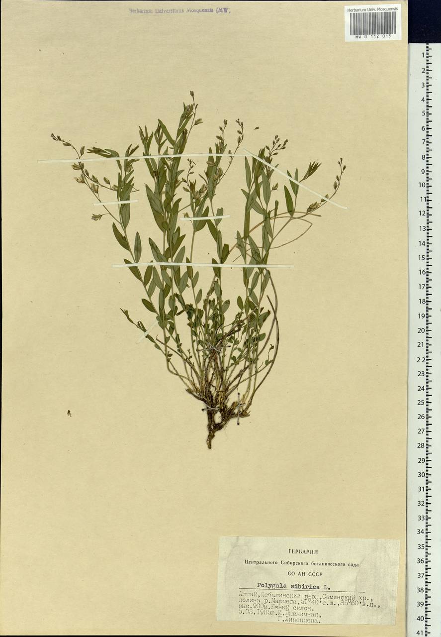 Polygala sibirica L., Siberia, Altai & Sayany Mountains (S2) (Russia)