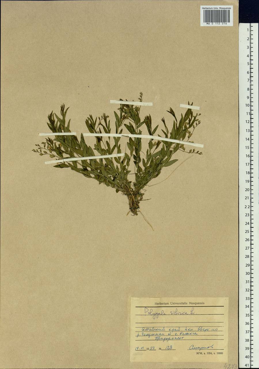 Polygala sibirica L., Siberia, Altai & Sayany Mountains (S2) (Russia)