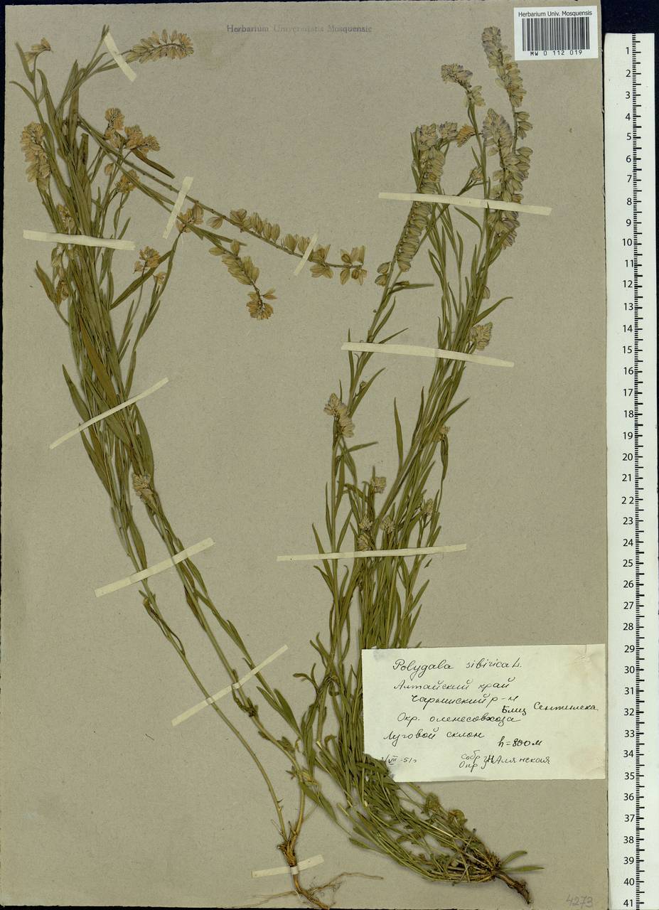 Polygala sibirica L., Siberia, Altai & Sayany Mountains (S2) (Russia)