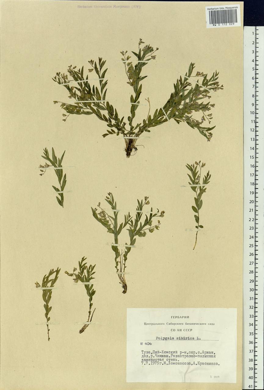 Polygala sibirica L., Siberia, Altai & Sayany Mountains (S2) (Russia)
