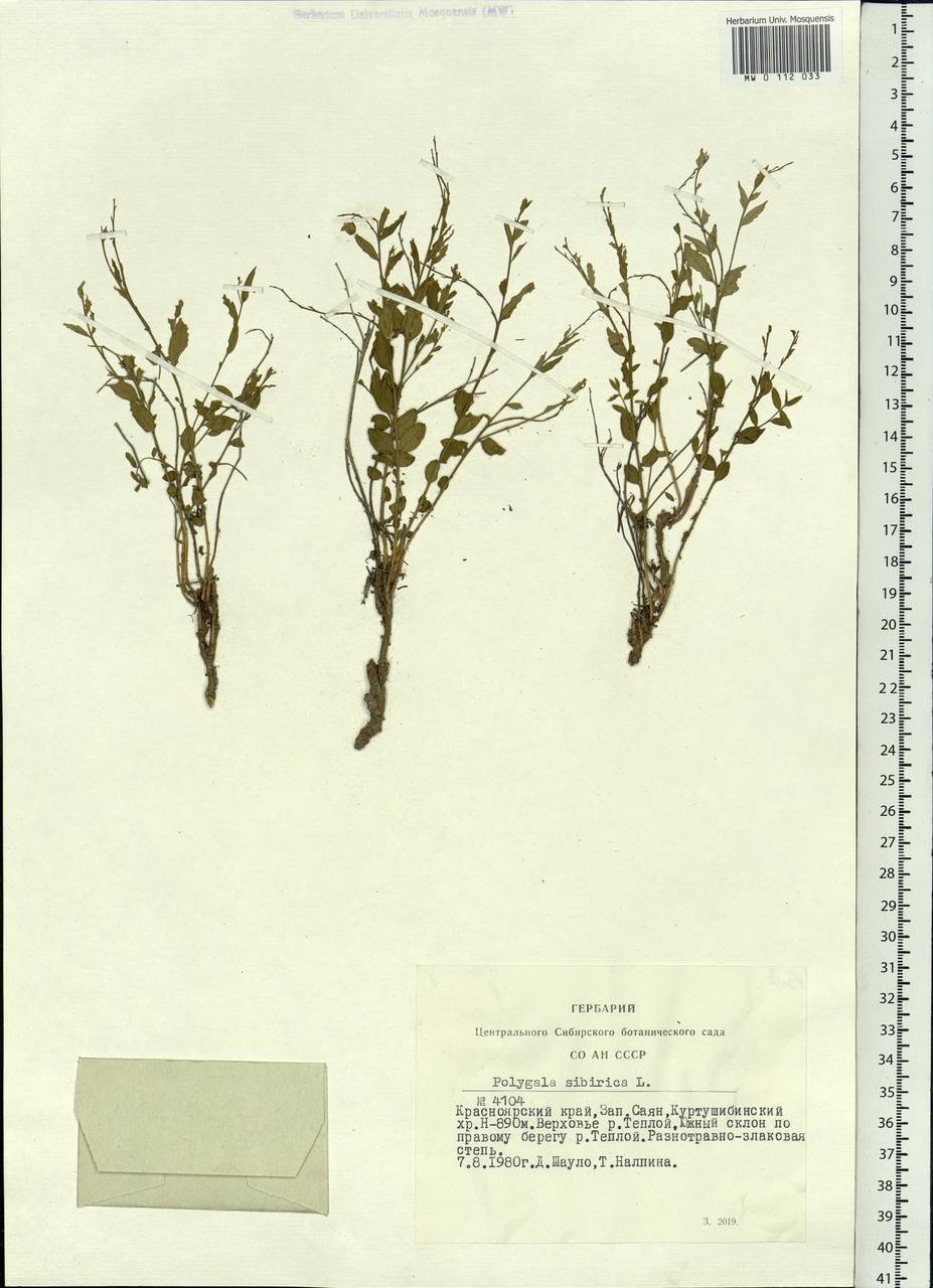 Polygala sibirica L., Siberia, Altai & Sayany Mountains (S2) (Russia)