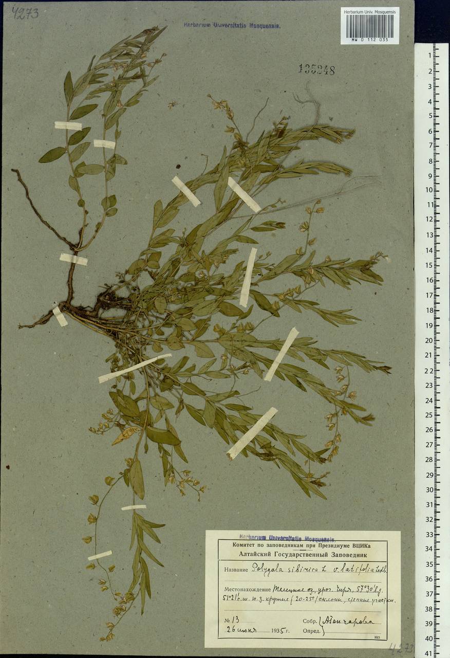 Polygala sibirica L., Siberia, Altai & Sayany Mountains (S2) (Russia)
