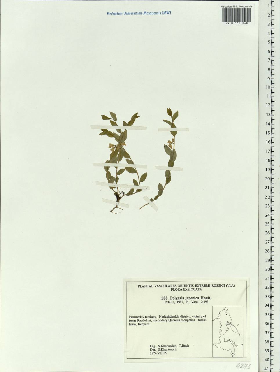 Polygala japonica Houtt., Siberia, Russian Far East (S6) (Russia)