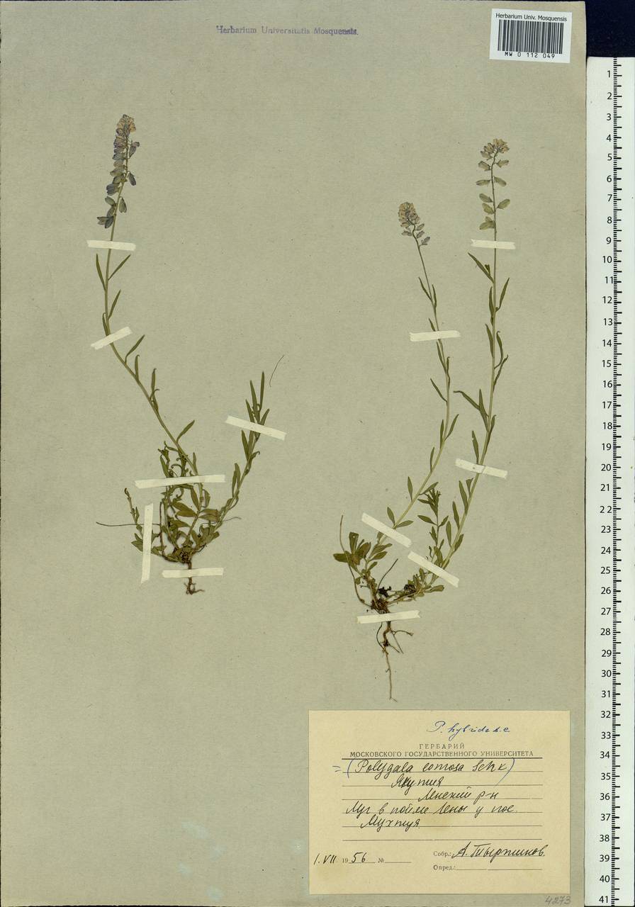 Polygala comosa subsp. comosa, Siberia, Yakutia (S5) (Russia)