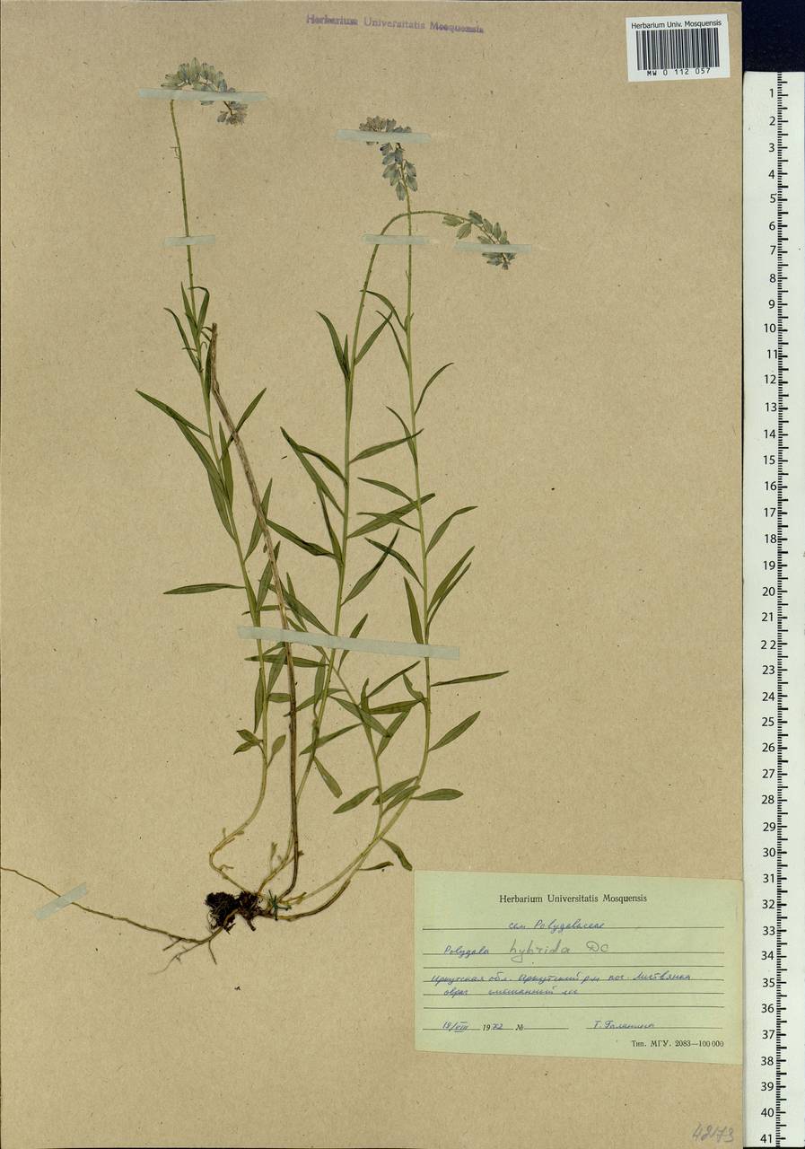Polygala comosa subsp. comosa, Siberia, Baikal & Transbaikal region (S4) (Russia)