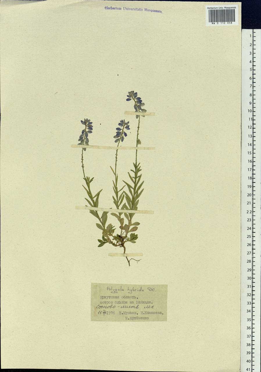 Polygala comosa subsp. comosa, Siberia, Baikal & Transbaikal region (S4) (Russia)