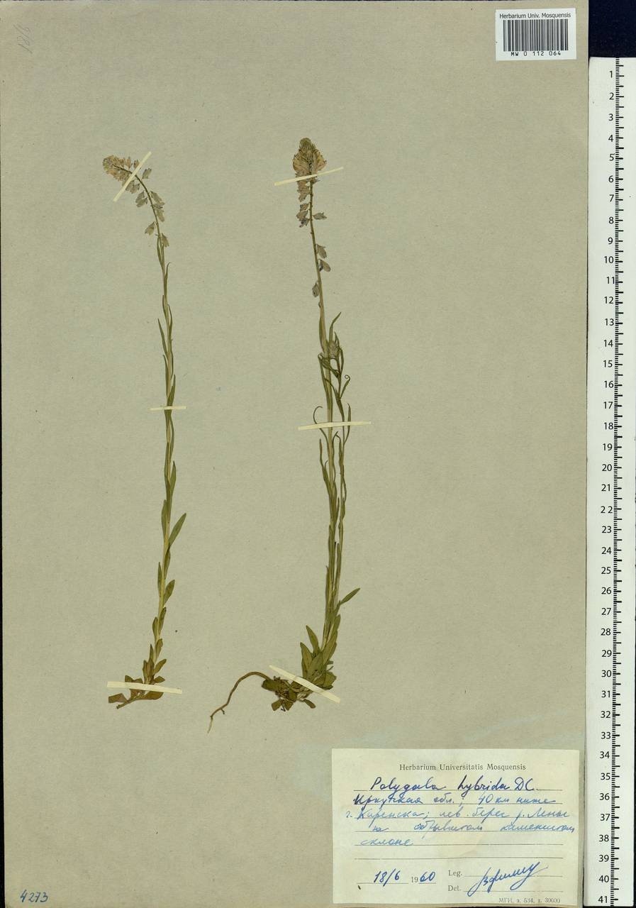 Polygala comosa subsp. comosa, Siberia, Baikal & Transbaikal region (S4) (Russia)