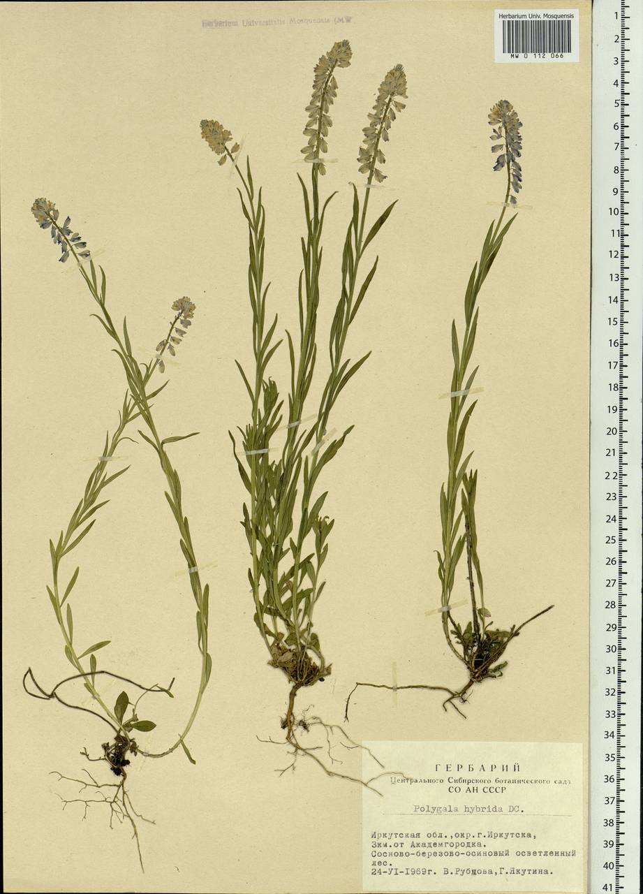 Polygala comosa subsp. comosa, Siberia, Baikal & Transbaikal region (S4) (Russia)