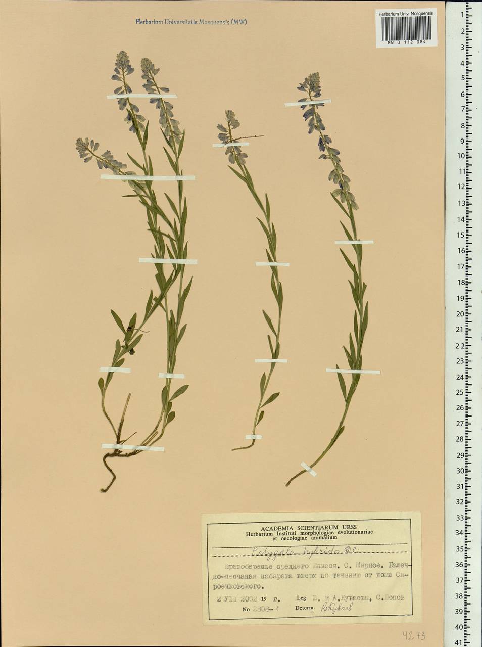 Polygala comosa subsp. comosa, Siberia, Central Siberia (S3) (Russia)